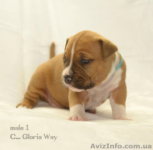 Супер-щенки АСТ #1218458