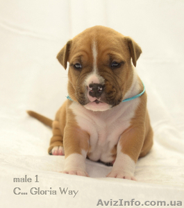 Детки Юного Чемпиона Европы  амстаффа #1221364