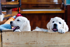 Девочки Золотистого Ретривера #1220543