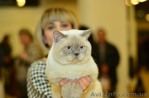 Кот приглашает на вязку #1216053