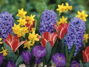 Геоцинты, нарциссы, крокусы, тюльпаны. #1218680