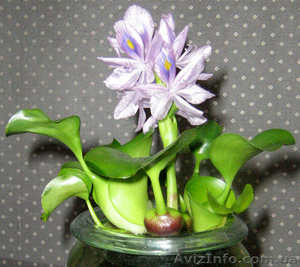 Продам эйхорния (водяной гиацинт) растения для пруда #1218843