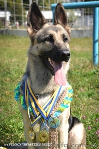 Щенки восточноевропейской овчарки! #1216778