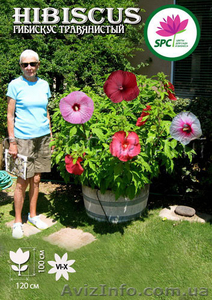 Продам многолетники от производителя #1220413