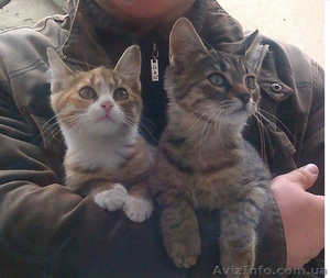 Отдам очаровательных котят в хорошие руки #1219331