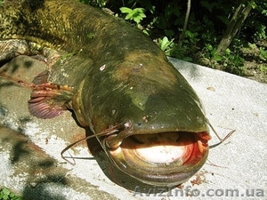 ДОМ В ПОДГОРОДНОМ СО СВОИМ ВЫХОДОМ К РЕКЕ!!! #1212211