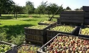 Сельхозработы-требуются люди #1221684