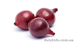 Лук красный и репчатый  оптовая закупка  #1217408
