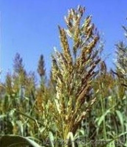 Семена Суданки,  Люцерны,  кормовой Свеклы,  садовых и газонных Трав #1222189