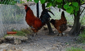 инкубационное яйцо кур Павловская золотая #1224354