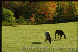 Продам озеро 40га и земельный участок 135га по 165 грн. сотка. #1222678
