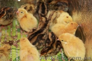 Продам перепела суточные (1-5) Турецкий Фараон #1214487
