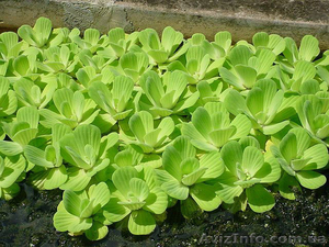 Продам пистия (водяной салат) растения для пруда #1218845