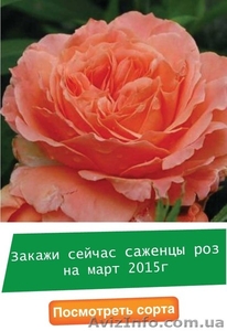 Саженцы,  удобрения,  семена,  садовый инвентарь #1226264