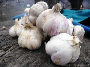 Продам чеснок на посадку Семена чеснока  #1212025