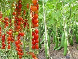 Продам Огурец и Помидор #1222008