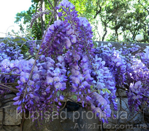 Глициния купить в Украине,  саженцы Вистерия оптом,  розница #1234426