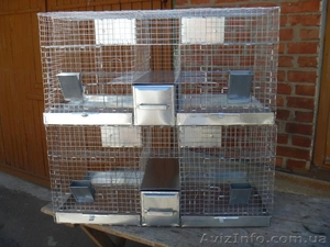 Семья шиншилл племенная #1238747