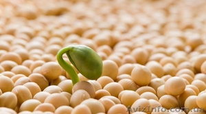 Куплю сою,  половинки сої #1236736