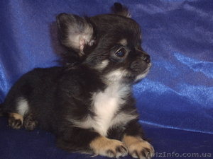 Крутой мальчишка длинношерстной чихуахуа #1241560