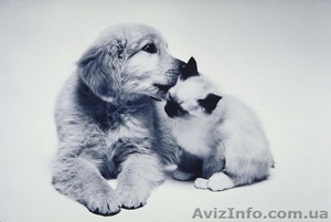 Передержка домашних животных #1231235