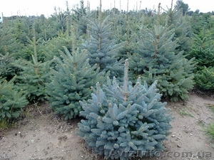 Саженцы ели голубой,  корейской,  сербской,  сосны крымской (Польша) #1233903