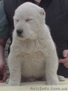 Алабай (среднеазиатская овчарка),  чистокровные щенки #1237671