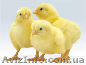 Цеплята суточные,  купить можно у нас. Выгодно продам. #1238950