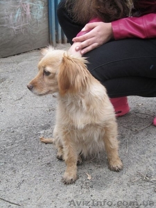 отдам собачку в добрые руки #1233267