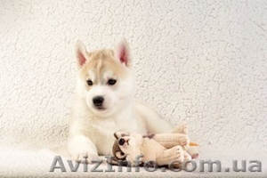 Щеночки хаски внуки Чемпионов Мира #1240926