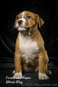 Питомник предлагает красивых щенков стафики #1238032