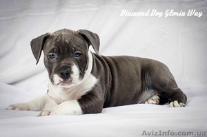Шикарный щенок мальчик Американского Стаффордширского Терьера голубого с белым о #1242902