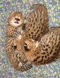 Серваль котята доступны #1239492