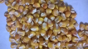 продам семена кукурузы,  отличные показатели в Одесской обл. 