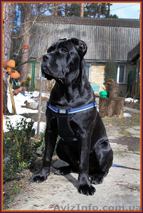 Высокопородные щенки Кане Корсо от #1233527