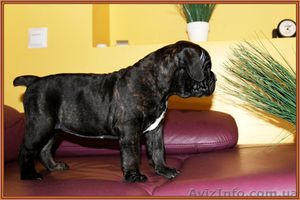 Высокопородные щенки Кане Корсо. #1238458