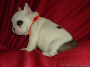 Прекрасные экстерьерные щенки #1241912