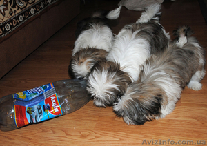 Очаровательные щенки ши-тцу #1218690