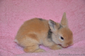 Декоративные рыженькие крольчата  #1241826