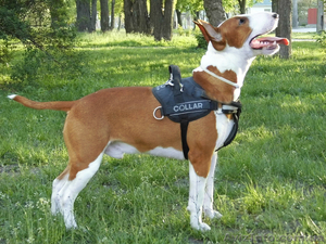 Щенки бультеьера #1227965