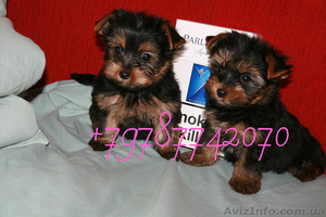 щенки Йорка  очень дешево #1237100