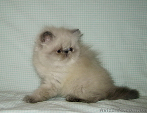 Персидский котик гималайский #1231062