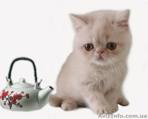 Экзоточки плюшевые #1233912