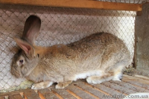 Продам кроликов породы Немецкий Ризен #1233235