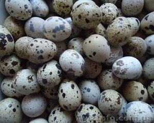 свежее перепелиное яйцо #1243344