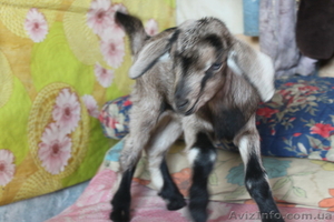 Козье молоко Киев  #1228839