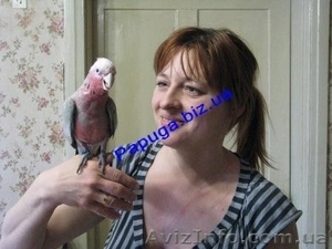 Розовый какаду. #1235363