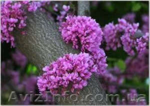 Купить саженцы,  садовые растения оптом и в розницу #1235679