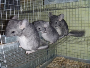 Шиншиллы от 3х месяцев #1238765