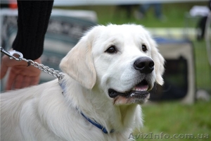 Титулованный кобель золотистого ретривера для вязки #1232078